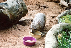 2000 - Australie 095T